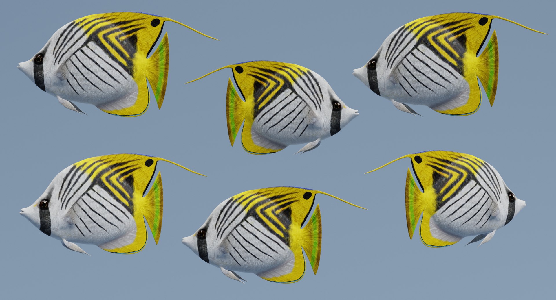 3D threadfin butterflyfish https://p.turbosquid.com/ts-thumb/GG/m3tzxr/OIeQV7U1/threadfinbutterflyfishh/png/1517225231/1920x1080/fit_q87/65a23fdb83d805bbd35f06147b402de9089ac385/threadfinbutterflyfishh.jpg