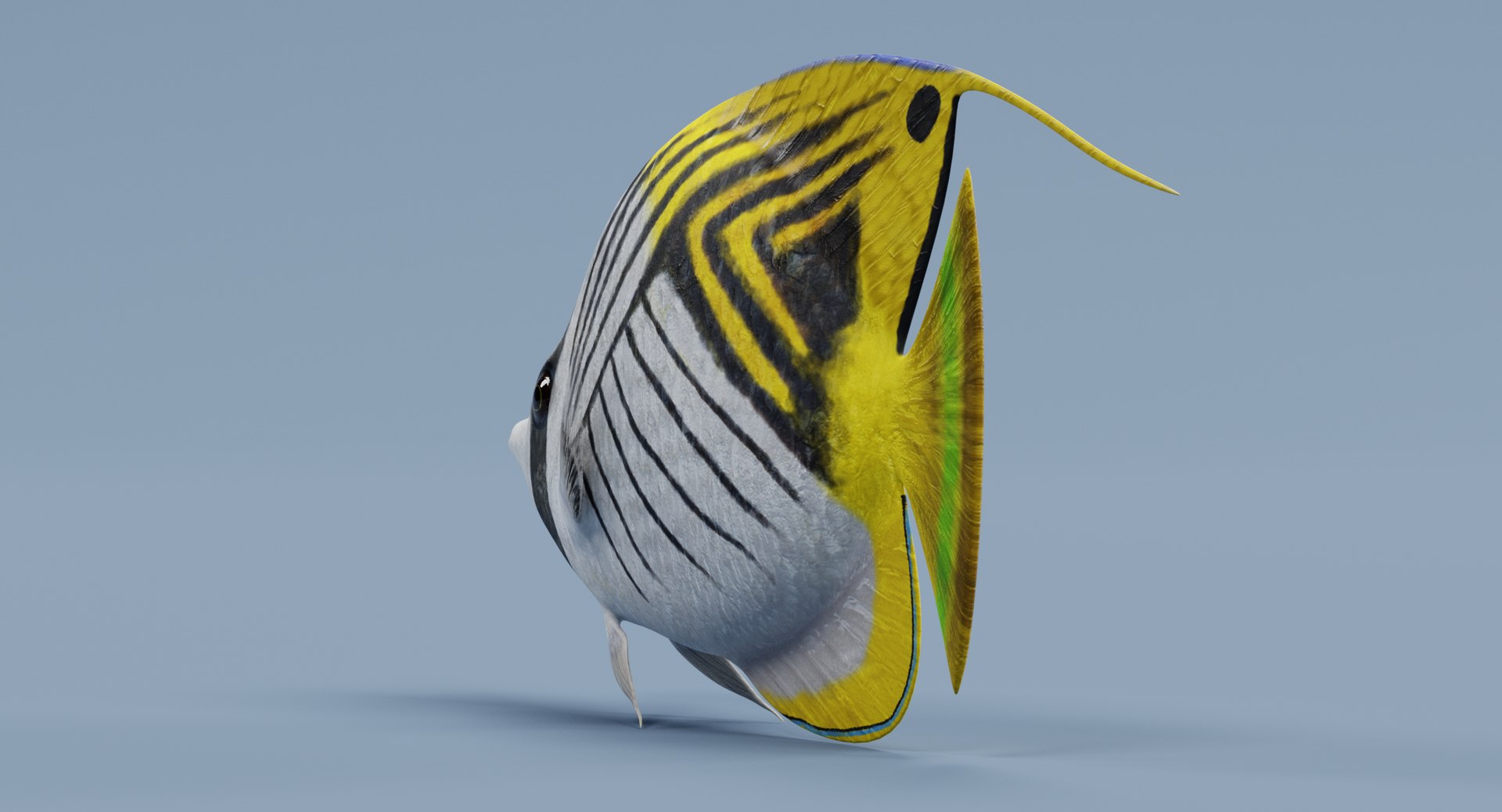 3D threadfin butterflyfish https://p.turbosquid.com/ts-thumb/GG/m3tzxr/PHpF9rnq/threadfinbutterflyfishg/png/1517225231/1920x1080/fit_q87/d9ad3692fa778353dafd43b7fae243249acdd036/threadfinbutterflyfishg.jpg
