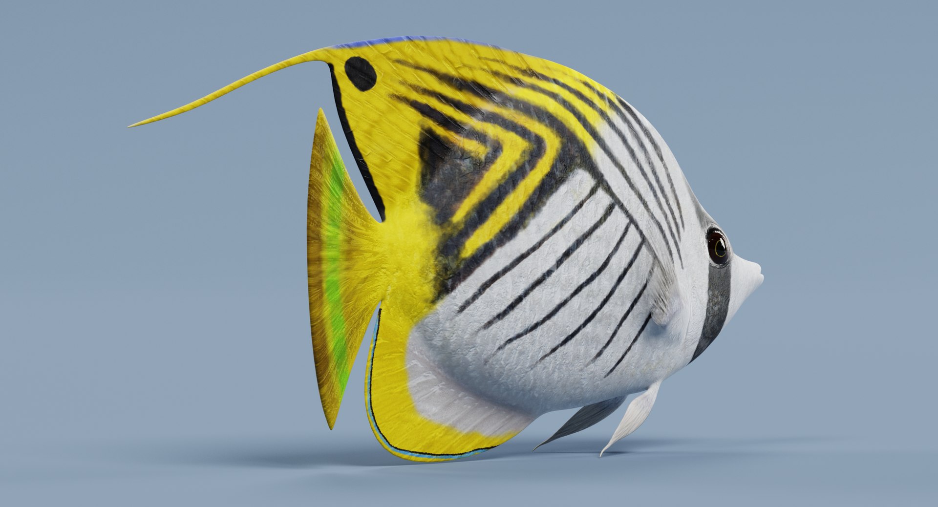 3D threadfin butterflyfish https://p.turbosquid.com/ts-thumb/GG/m3tzxr/gOtQvzRc/threadfinbutterflyfishf/png/1517225231/1920x1080/fit_q87/faf241f79f982b78c3967b4e84f9140cb99b7fa8/threadfinbutterflyfishf.jpg