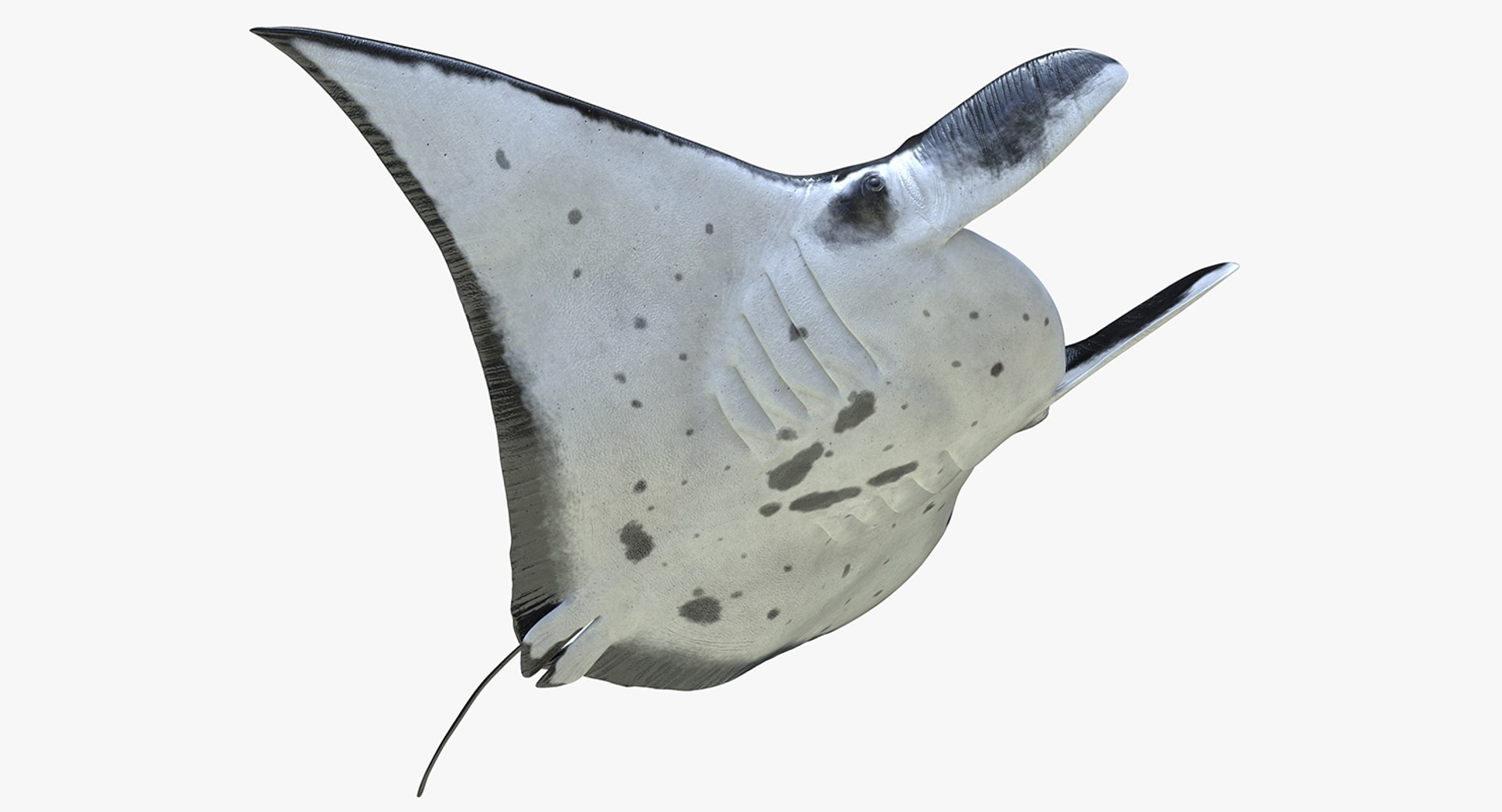 Manta Ray Rigged 3D model preview