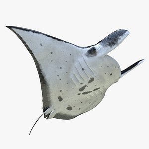 Manta Ray Rigged