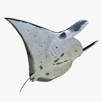 Manta Ray Rigged