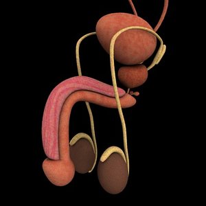 male reproductive