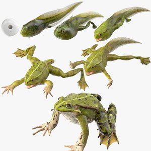 3D Frog Life Cycle Stages Rigged for Maya