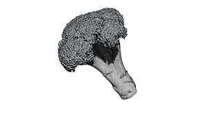 3D broccoli  cut 3D CT scan model 1 decimate 50percent