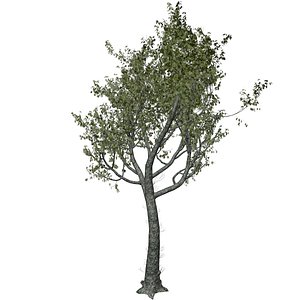 Red Oak Tree - 04 - 3D
