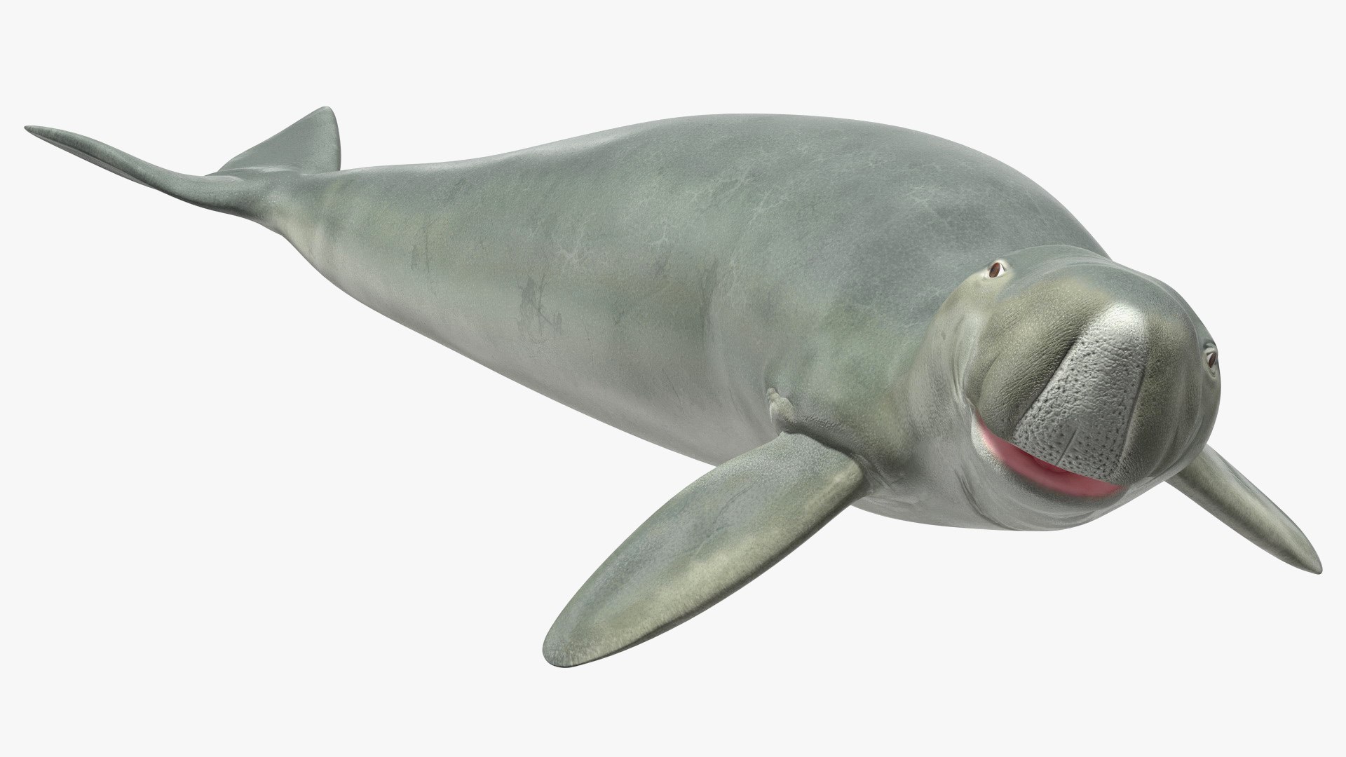 Dugong Rigged 3D model preview