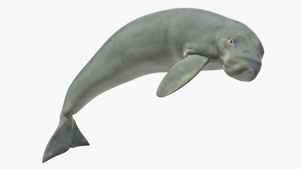 Dugong rigged 3D model - TurboSquid 1518993