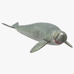 dugong rigged 3D model