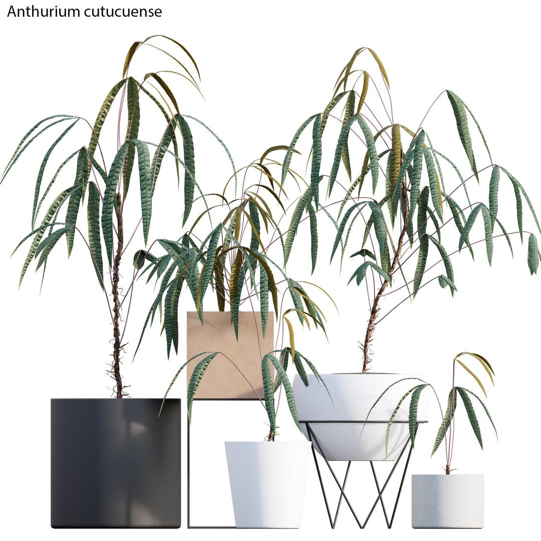 soil for dracaena marginata Big Plants Chicago