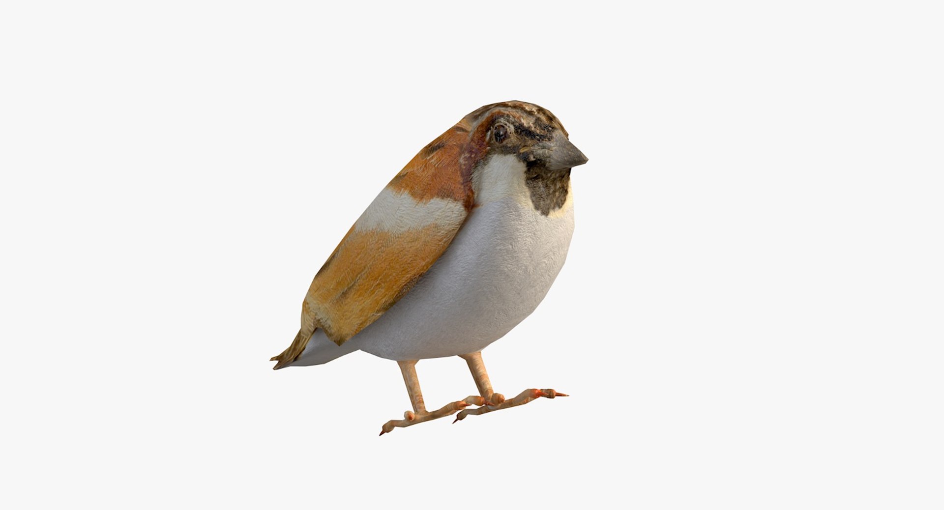 3D model sparrow - TurboSquid 1432435