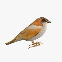 Sparrow