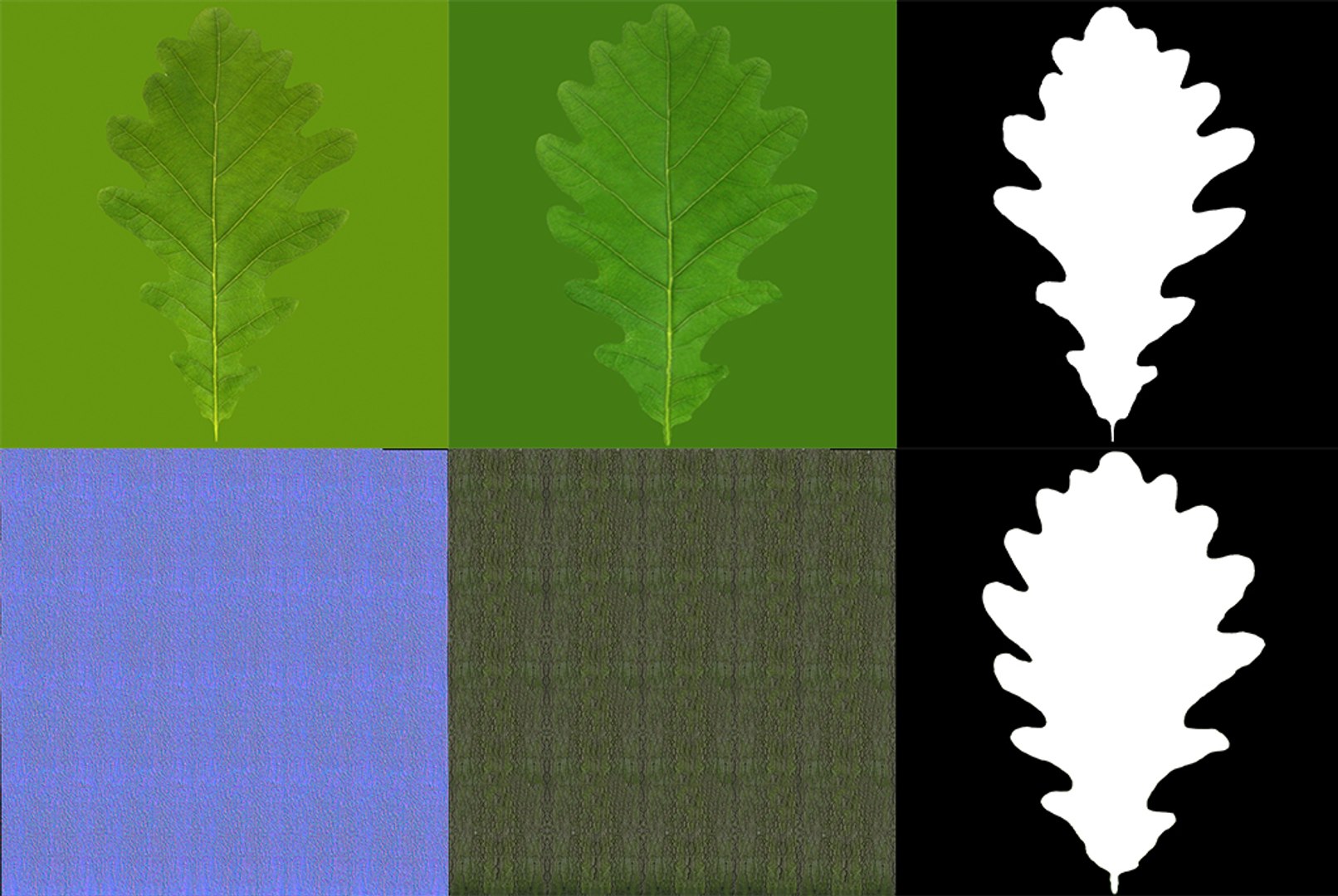 Max Oak Tree