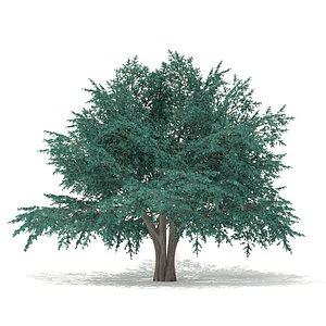 Blue Atlas Cedar (Cedrus atlantica) 13.2m