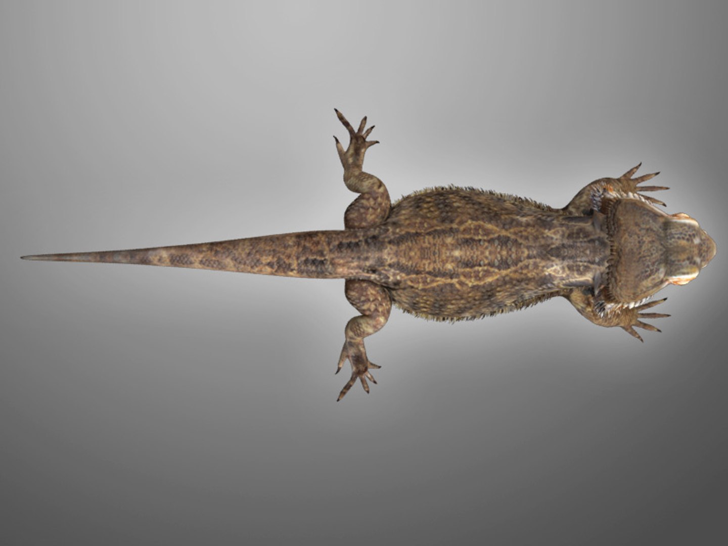 max bearded dragon https://p.turbosquid.com/ts-thumb/GH/mJO1sd/8vcgNnwY/beardie_03/jpg/1304645505/1920x1080/fit_q87/f01553543a7ed184a8af074c2c3407ace2ba7c65/beardie_03.jpg