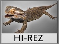 Bearded Dragon Lizard Pet
