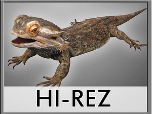 Bearded Dragon Lizard Pet