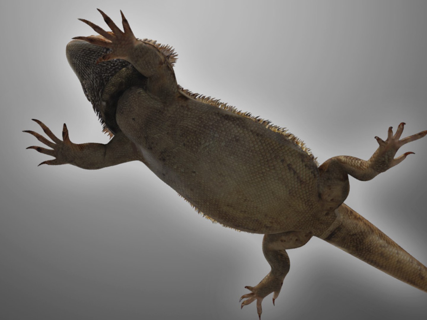 max bearded dragon https://p.turbosquid.com/ts-thumb/GH/mJO1sd/C3ew1yO2/beardie_05/jpg/1304645505/1920x1080/fit_q87/dd90799ffb65ee2b97d5f70b24df29768e5ec430/beardie_05.jpg