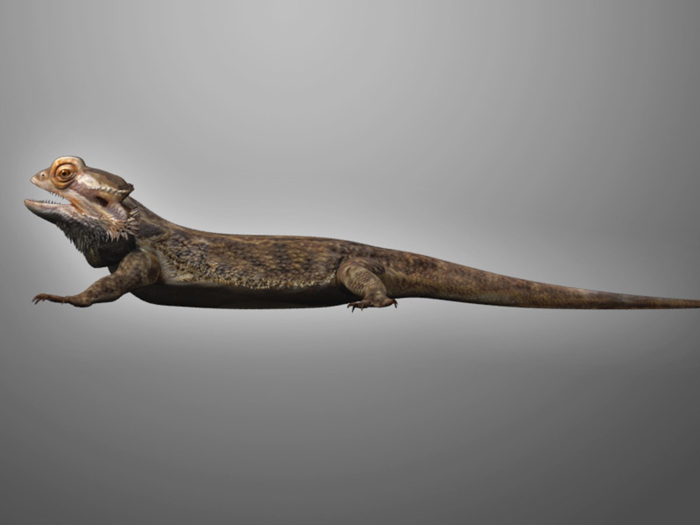 max bearded dragon https://p.turbosquid.com/ts-thumb/GH/mJO1sd/f5MzNMxY/beardie_07/jpg/1304645505/1920x1080/fit_q87/54ca3e21a3e00631404eea31de348d3971b5339f/beardie_07.jpg