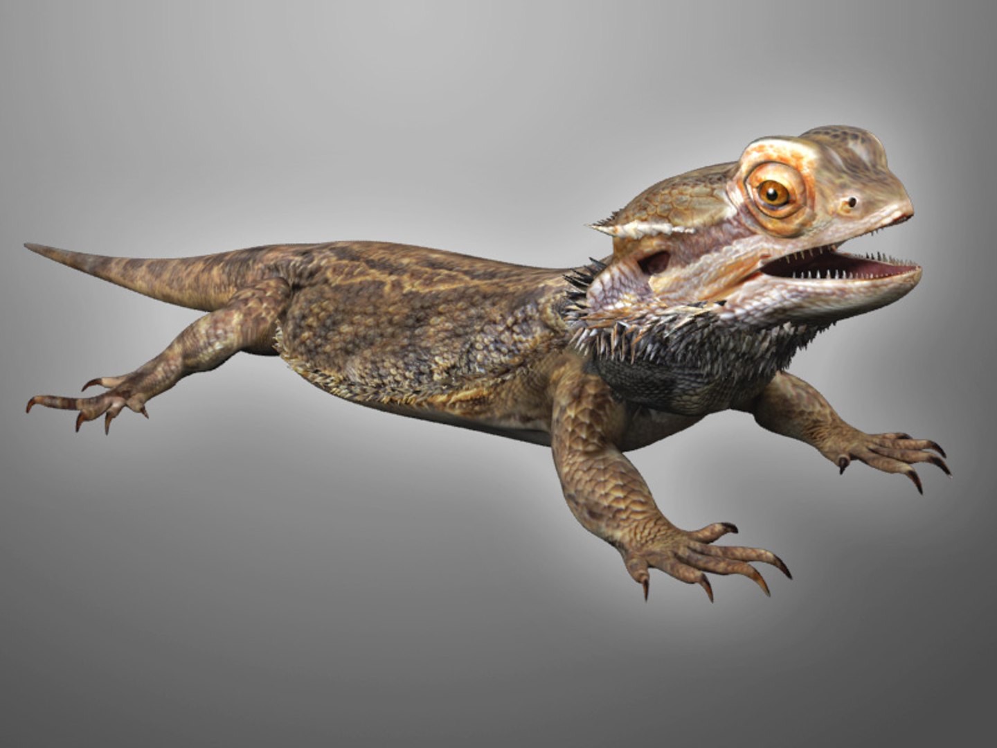 max bearded dragon https://p.turbosquid.com/ts-thumb/GH/mJO1sd/gwHKutsn/beardie_02/jpg/1304645505/1920x1080/fit_q87/9f5e7e10c83e21f4a929c08a547c24e77b5e3574/beardie_02.jpg