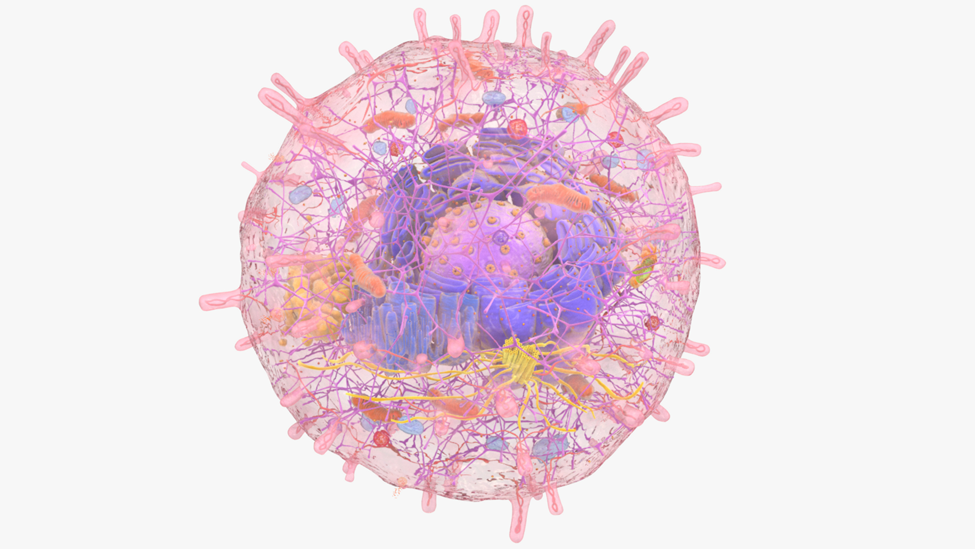 3D human cell nucleus model https://p.turbosquid.com/ts-thumb/GH/xngBa7/2s6BEk3v/cell/png/1562591728/1920x1080/turn_fit_q99/52c7c08ed1ad71d8f827548b9a5e12d5596add43/cell-1.jpg