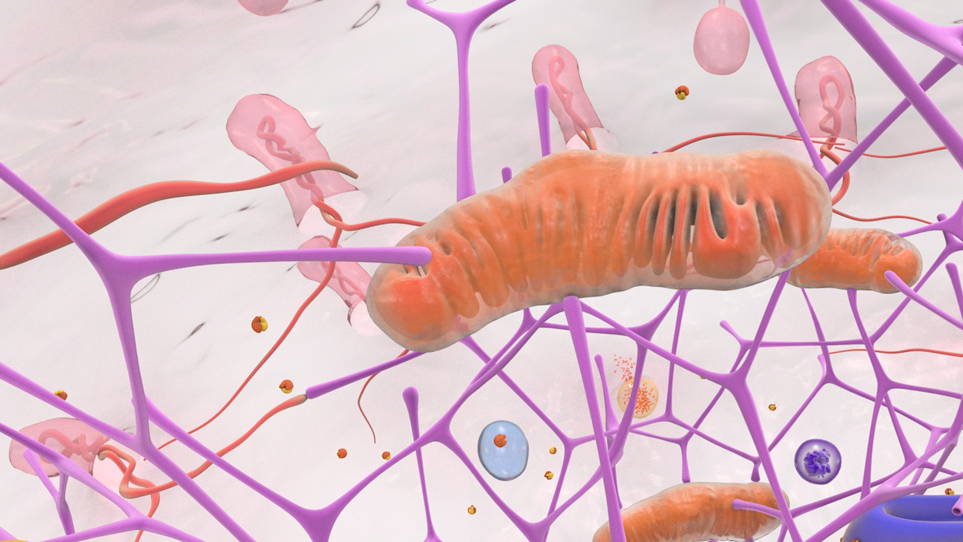 3D human cell nucleus model https://p.turbosquid.com/ts-thumb/GH/xngBa7/CzQUICcX/cell_0016/png/1562665672/1920x1080/fit_q87/ce1ab2b95937a2e72027c4bcbcdadb16bfbd9b63/cell_0016.jpg