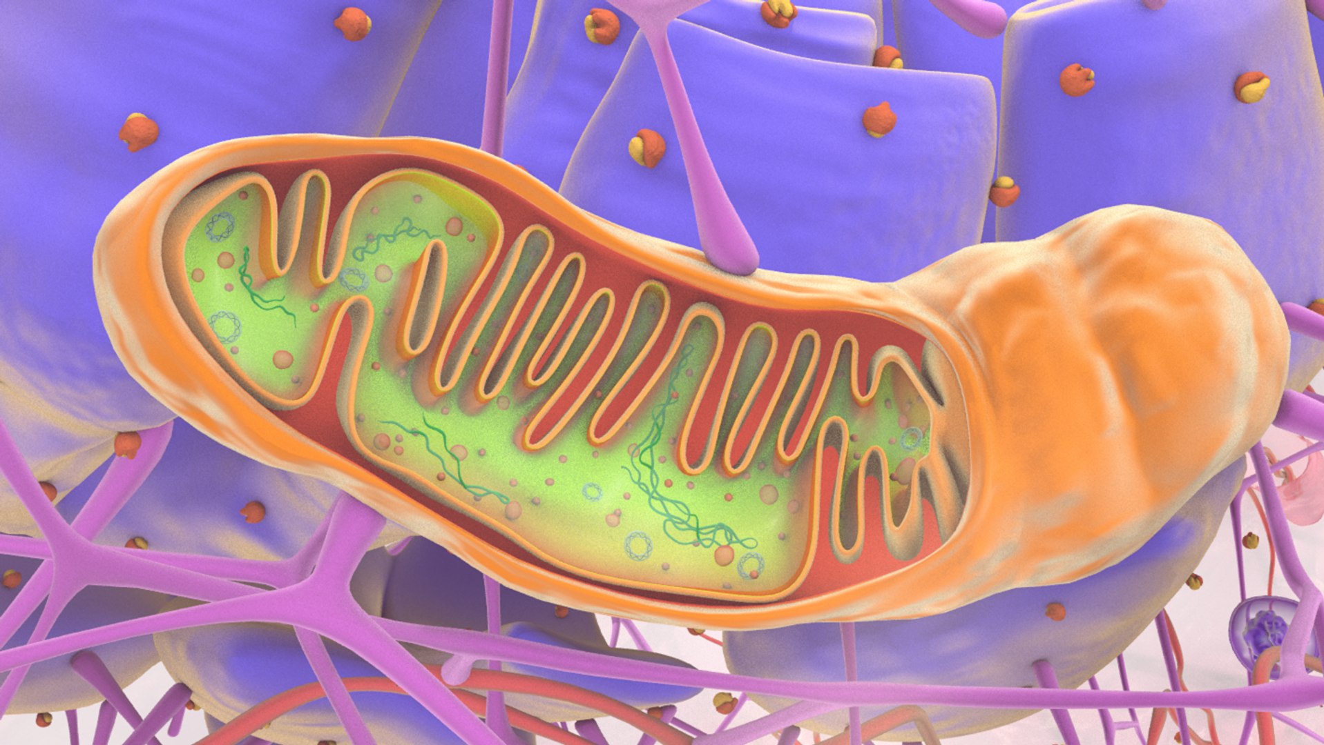 3D human cell nucleus model - TurboSquid 1416129