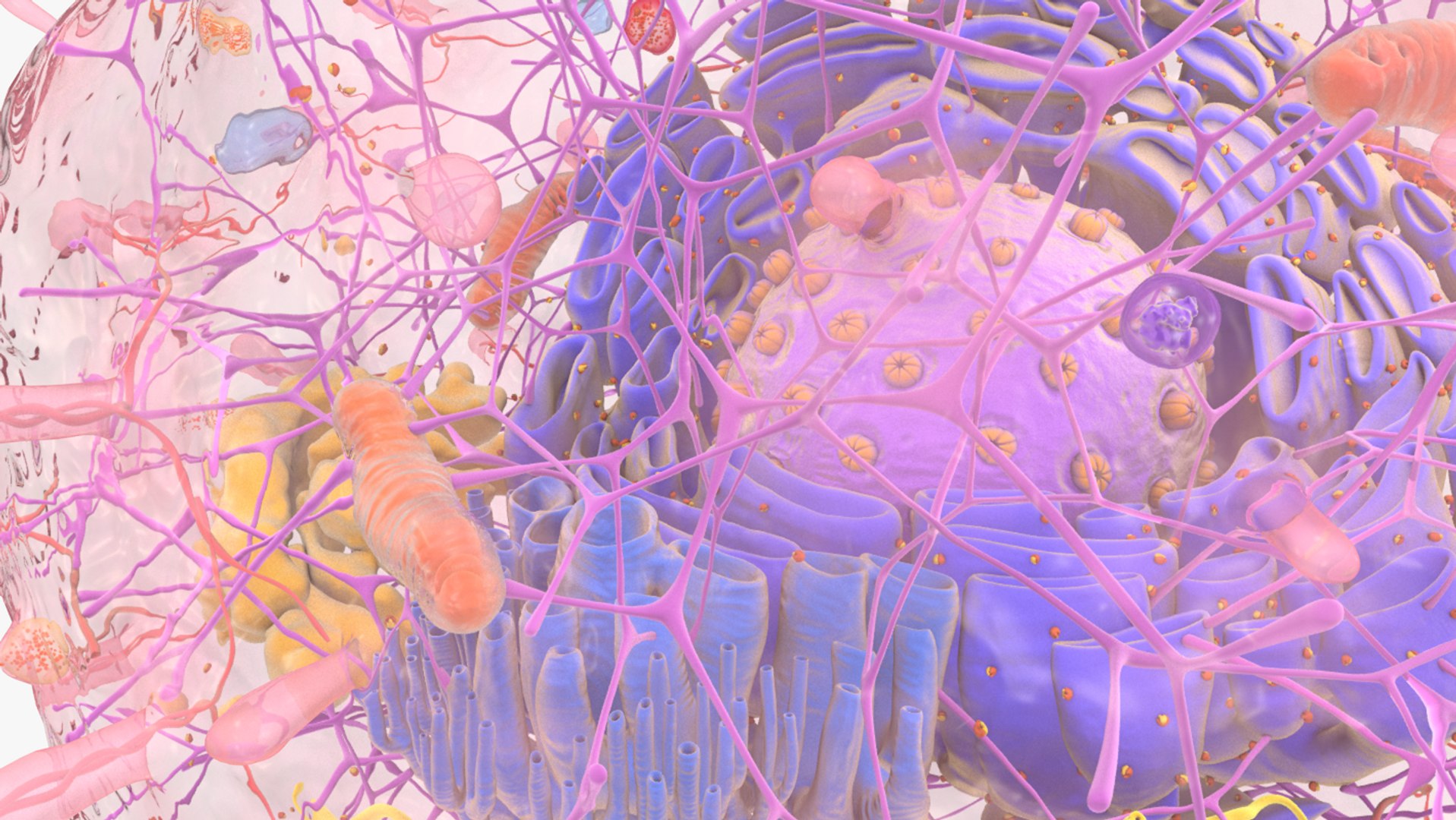 3D human cell nucleus model https://p.turbosquid.com/ts-thumb/GH/xngBa7/EBjhBk17/cell_0023/png/1562665672/1920x1080/fit_q87/f1b0ecb2c76ea98b4ab21bca1e378c39eba37ace/cell_0023.jpg