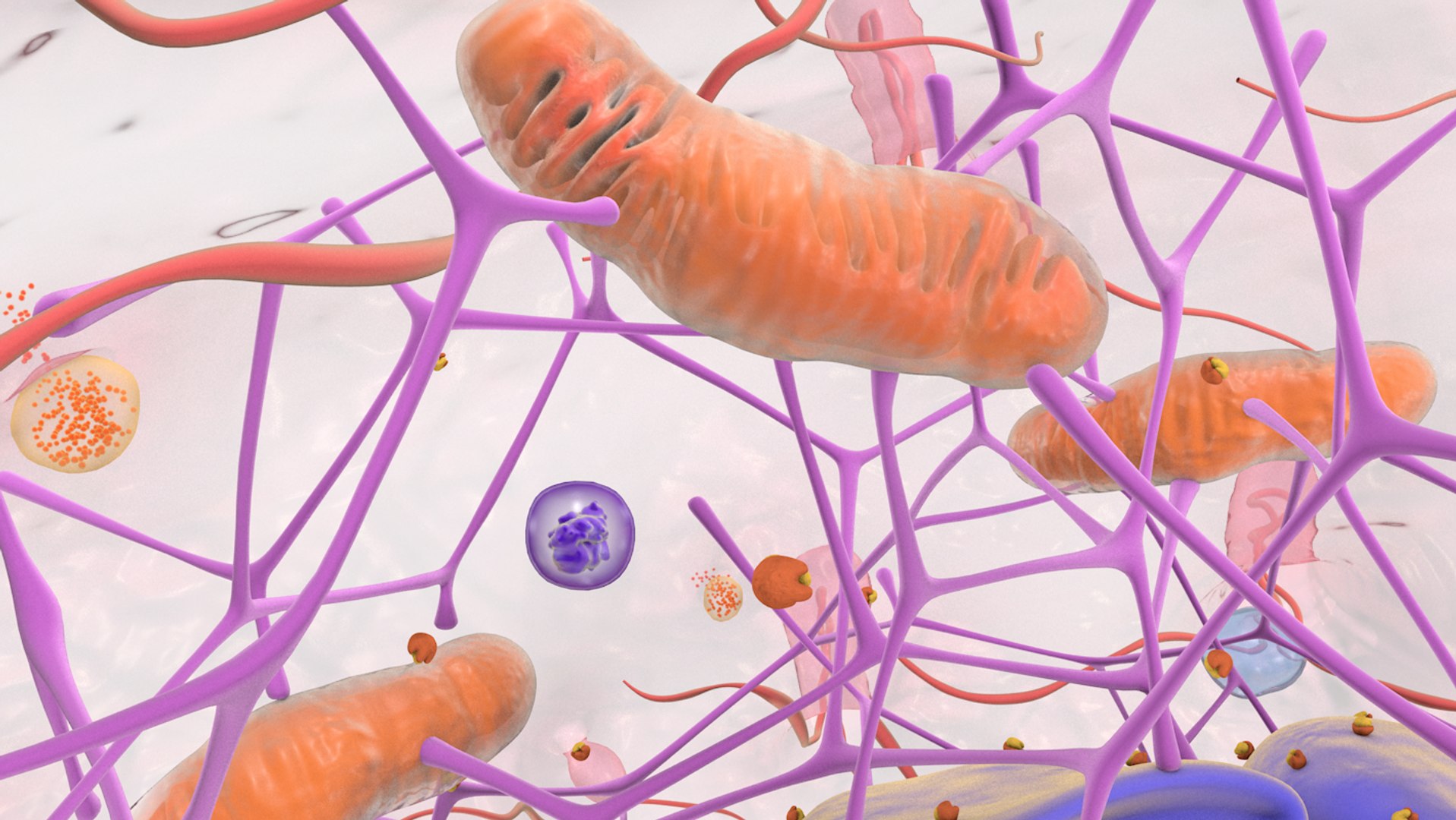 3D human cell nucleus model https://p.turbosquid.com/ts-thumb/GH/xngBa7/JXEathJm/cell_0032/png/1562665672/1920x1080/fit_q87/c63b74e126410f886a1d4eb3c423fd121dfbafa6/cell_0032.jpg