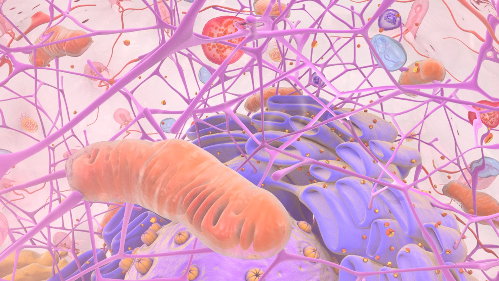 3D human cell nucleus model https://p.turbosquid.com/ts-thumb/GH/xngBa7/Sgfumkxr/cell_0026/png/1562665672/1920x1080/fit_q87/3ce9eedd60d68f13cfc0ed0544f47bc664620417/cell_0026.jpg