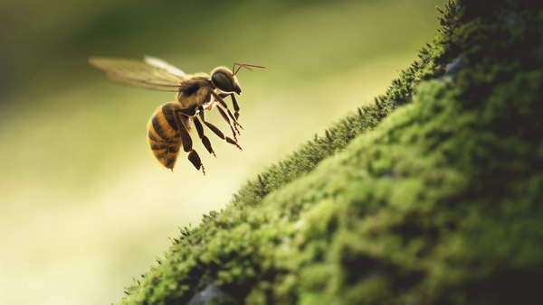 Honey Bee 3D model