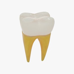 tooth molar model