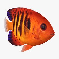 Flame Angelfish Animated