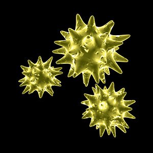 Pollen