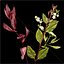 Low Poly Ornamental Shrubs Border Planting Multicolor