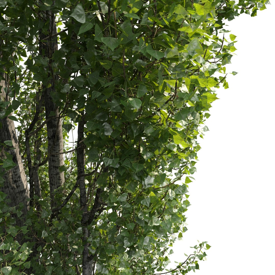 3D Mighty Poplar - TurboSquid 1516172