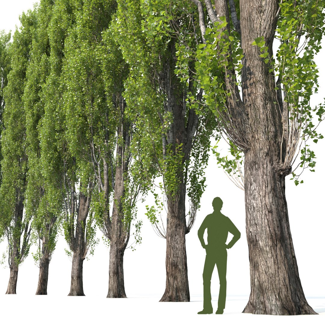 3D Mighty Poplar - TurboSquid 1516172