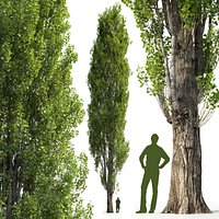 Poplar Populus V1