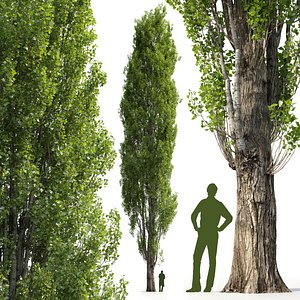 Poplar Populus V1