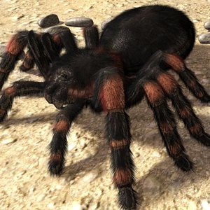 Mexican Redknee Tarantula