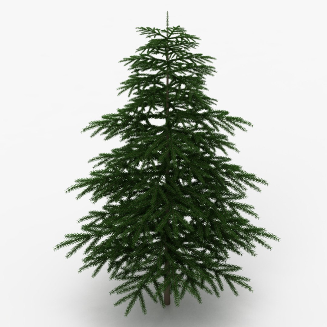 fir tree 3d model