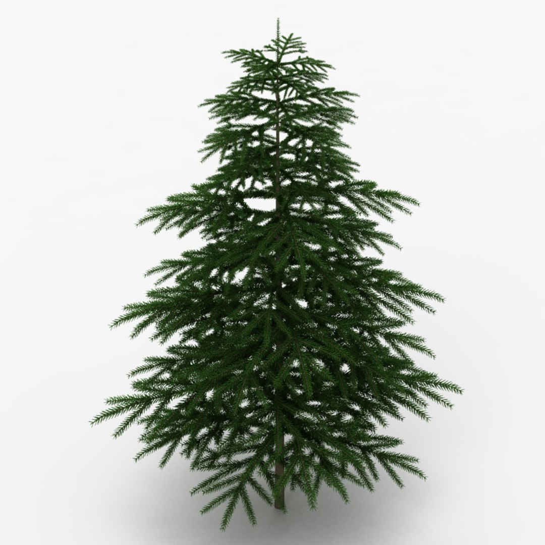 fir tree 3d model