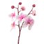 Orchid