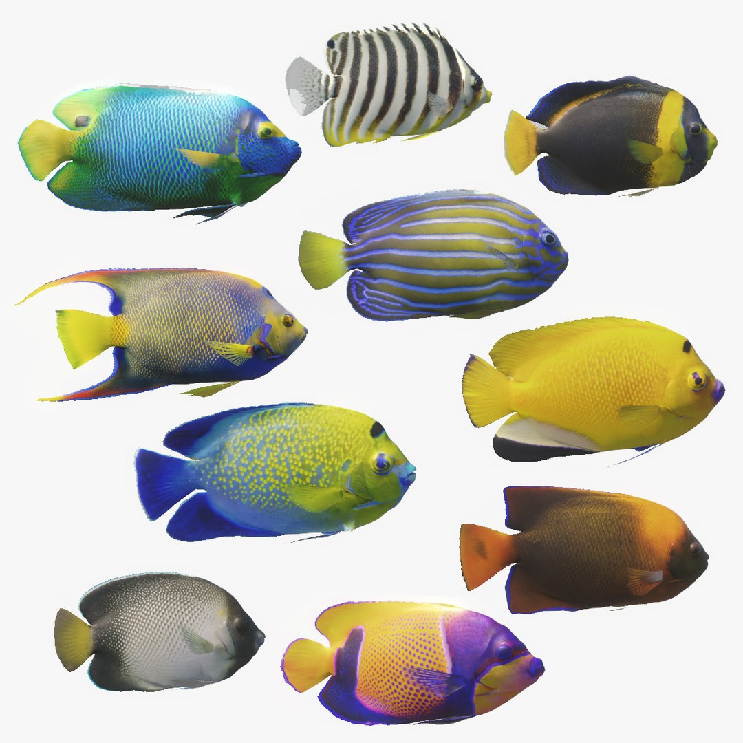 3D Angelfish Animated Pack 10 - TurboSquid 2532447