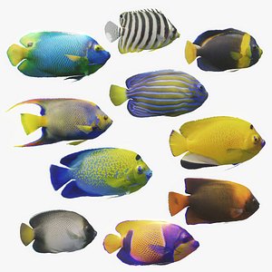 3D Angelfish Animated Pack 10