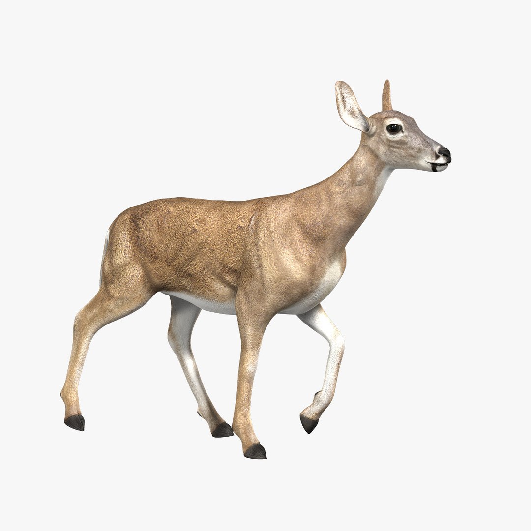 3 лани. Лось анимация. Модель Diane Deer. Кто такая Лань. 3d model Fallow Deer animated.