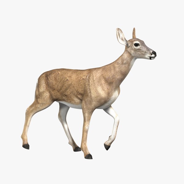 Deer 3D Models for Download | TurboSquid