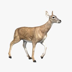 Doe (ANIMATED)