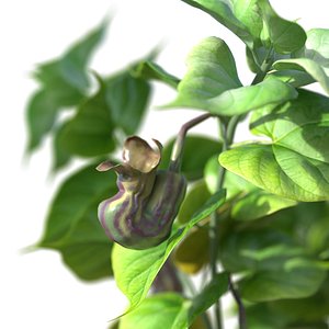 Aristolochia plant 3D model