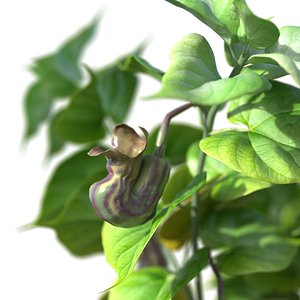 Aristolochia plant